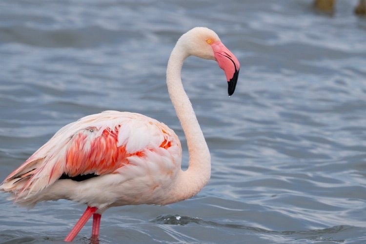 İzmit Körfezi'nde Onlarca Flamingo